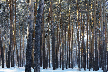 Tall pines  in the forest