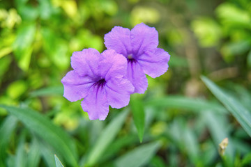 minnieroot or popping pod or cracker plant flower in purple color with yellow bokeh background.