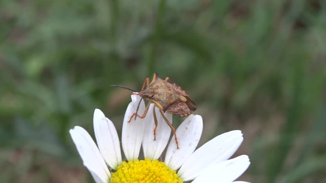 Punaise sur p&acirc;querette.