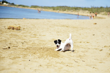 jack russel terrier dog running on a beach