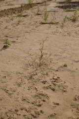 desert, a plant growing in the sand