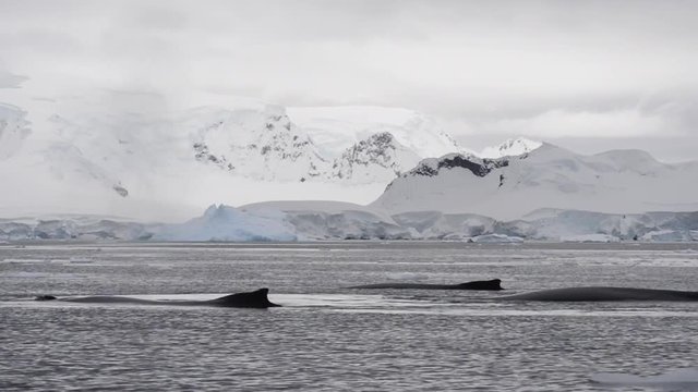 Humpback Whale feeding krill