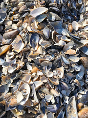 Background - a cluster of seashells on the sea beach.