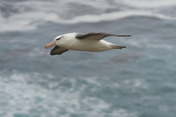 Fototapeta na wymiar Black-browed Albatross (Thalassarche melanophrys) in flight along the cliffs of Saunders Island in the Falkland Islands.