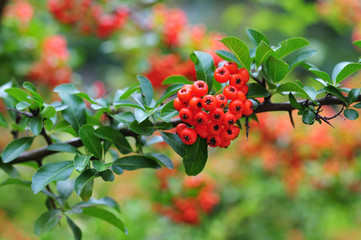 thorny twig of a firethorn with red fruits