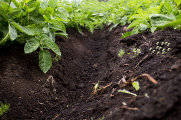 Tierra de cultivo