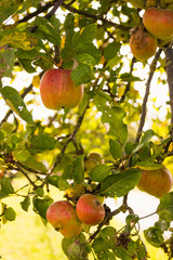 Reife Äpfel in einem Apfelbaum