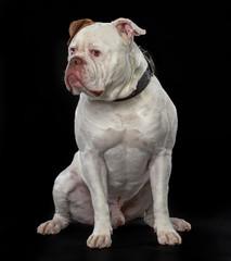 American Bulldog Dog  Isolated  on Black Background in studio