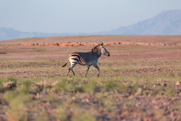 Zebra