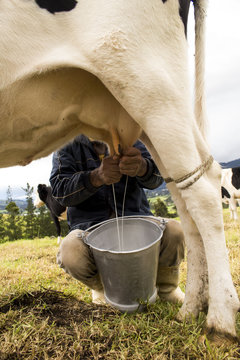 Orde&ntilde;ando vaca