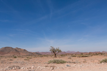 Tote Bäume in Wüstenlandschaft