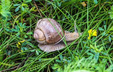 Big snail with green grass, close-up, cochlea and animal, natural