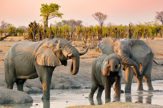 Group of Elephants at Water Hole refreshing and drinking
