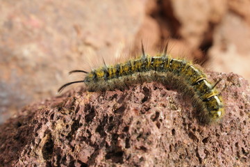 caterpillar on stone