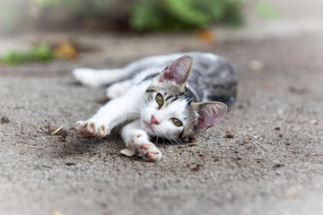 Perro recién nacido