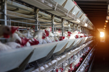 Poultry farm for breeding chickens, chicken eggs go through the transporter, chickens and eggs,...