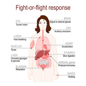 fight-or-flight response. stress response system