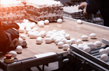 Sorting and packing of chicken eggs at a poultry farm, chicken eggs on a conveyor, hand
