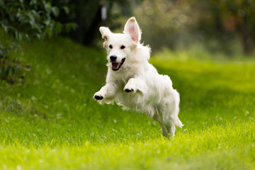 Golden Retriever Jumping While Running