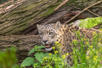 Snow Leopard Closeup