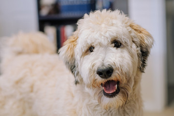 Portrait of a Smiling Fluffy Dog