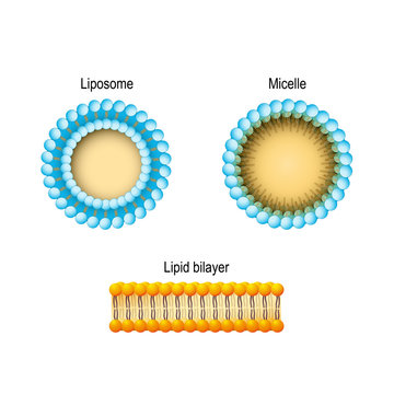 Cell membrane (Lipid bilayer), Micelle, Liposome. Phospholipids structures.
