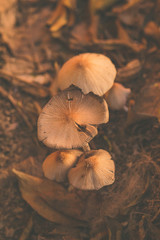 Some fungi on the wet soil