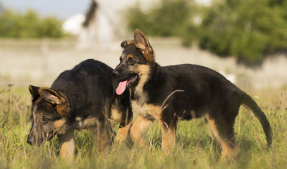 German Shepherd Puppy on the Grass