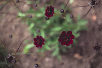 colourful spring flowers