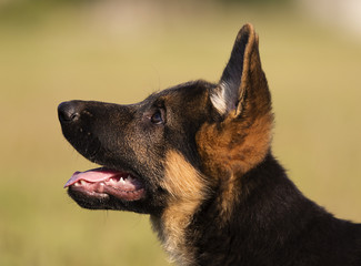 German Shepherd puppy looking sideways