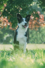 черно-белая собака сидит в траве