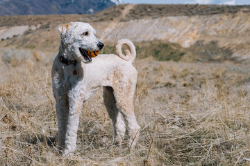 Dog Standing in a Field with Ball in Mouth