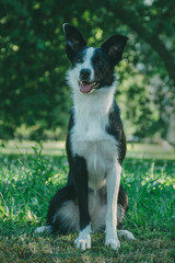 черно-белая собака лежит в траве