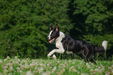 черно-белая собака бежит в траве