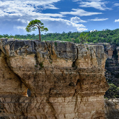 Solo Tree On A Cliff At The Grand Canyon With Sun Shining From Behind And A Blue Sky With White Clouds