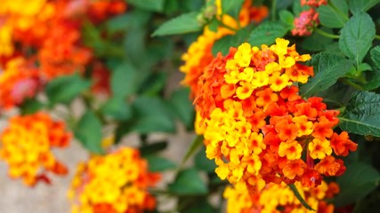 4K beautiful red yellow sage lantana camara flower. 