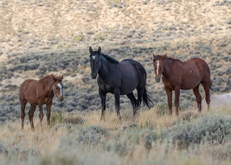 wild mustangs on Wyoming prairie