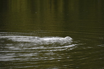 Schwan