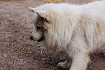 Weißer Spitz ist konzentriert