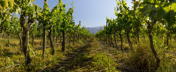 Panoramic view of chilean argentine vineyard in summer. Panorama