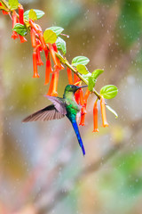 Hummingbird(Trochilidae)Flying gems