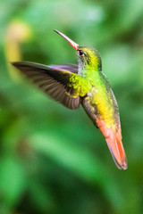 Hummingbird(Trochilidae)Flying gems