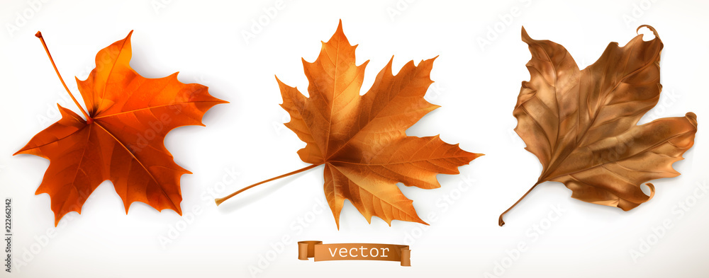 Wall mural maple leaf. 3d realistic vector icons
