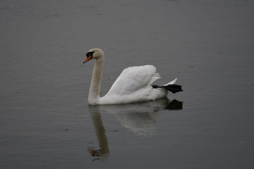 Schwan