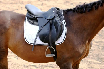 Fototapete Reiten Sport horse close up under old leather saddle on dressage competition. Equestrian sport background.