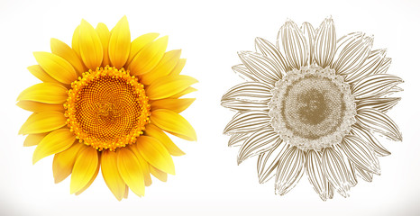 Sunflower. 3d realism and engraving styles. Vector illustration