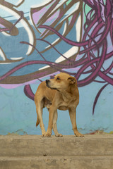 Perro en ecaleras con fondo de graffitti mirando a lo lejos asustado