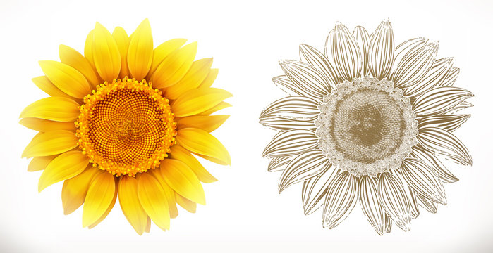 Sunflower. 3d Realism And Engraving Styles. Vector Illustration