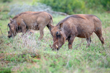 Warthog