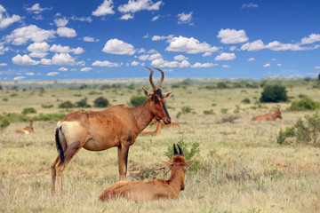 red hartebeest
